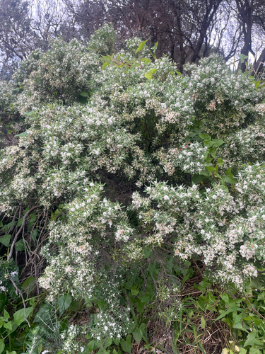 Cyathodes parviflora