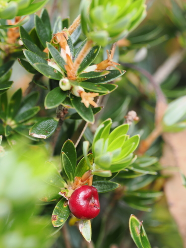 Cyathodes straminea (Spreading cheeseberry) — photo