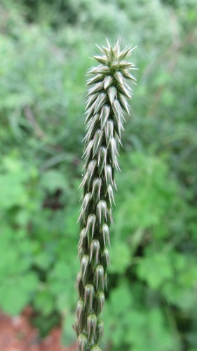 Cyathula achyranthoides — photo