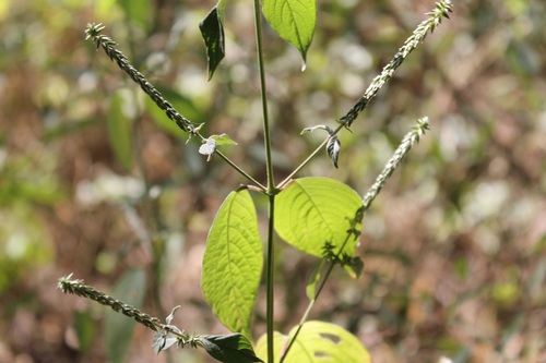 Cyathula achyranthoides — photo