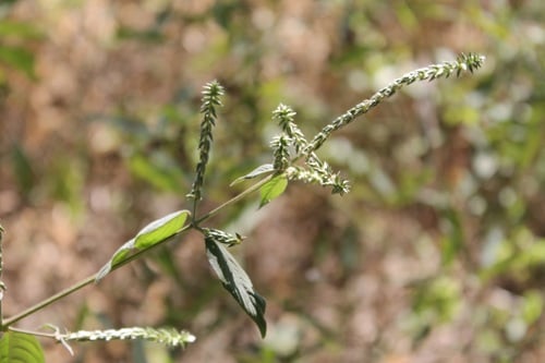 Cyathula achyranthoides