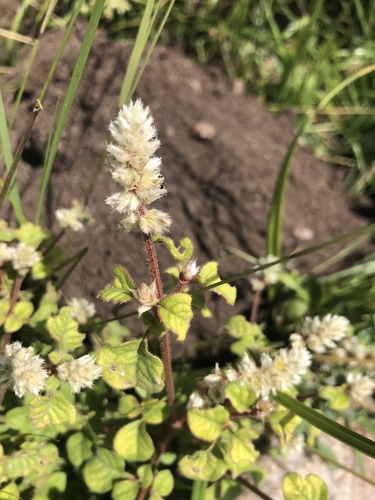Cyathula cylindrica — photo