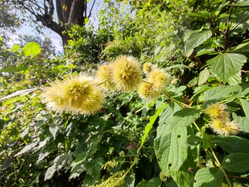 Cyathula officinalis
