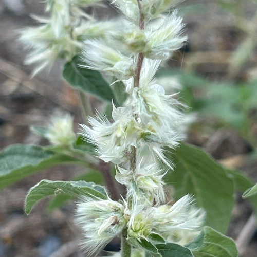 Cyathula orthacantha — photo