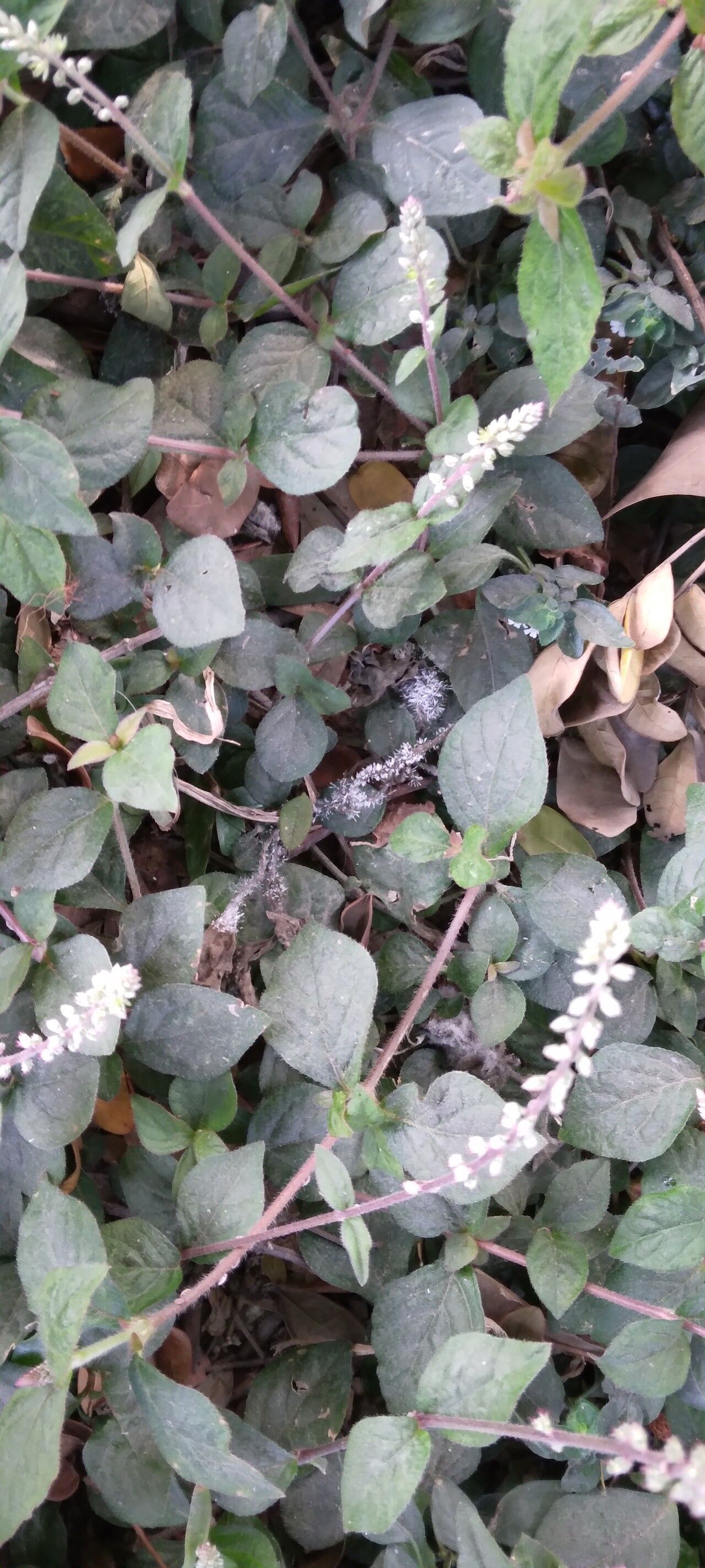 Cyathula prostrata (Prostrate pastureweed) — photo
