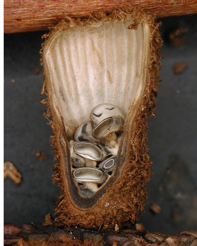 Cyathus striatus (Bird's nest fungus) — photo