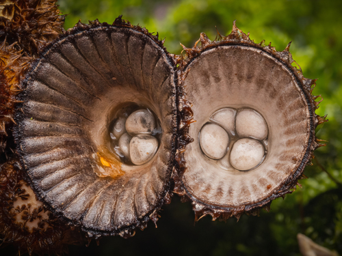 Cyathus striatus (Bird's nest fungus) — photo