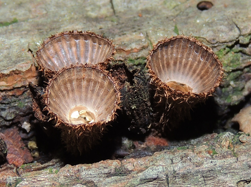 Nidulariaceae