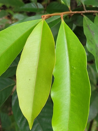 Cybianthus guyanensis — photo