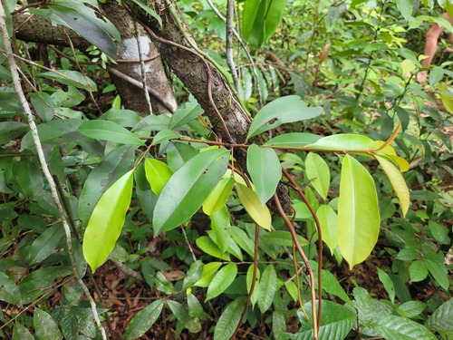 Cybianthus guyanensis