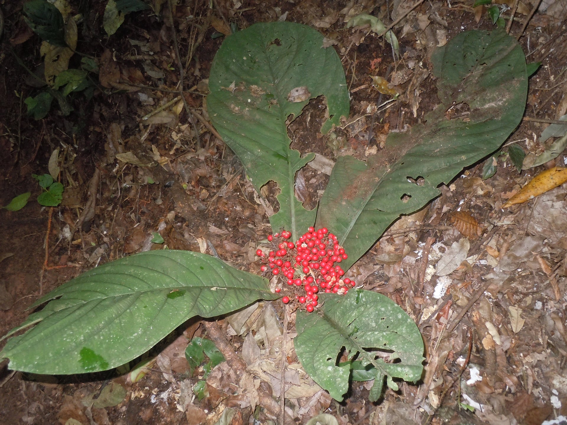 Cybianthus kayapii — photo