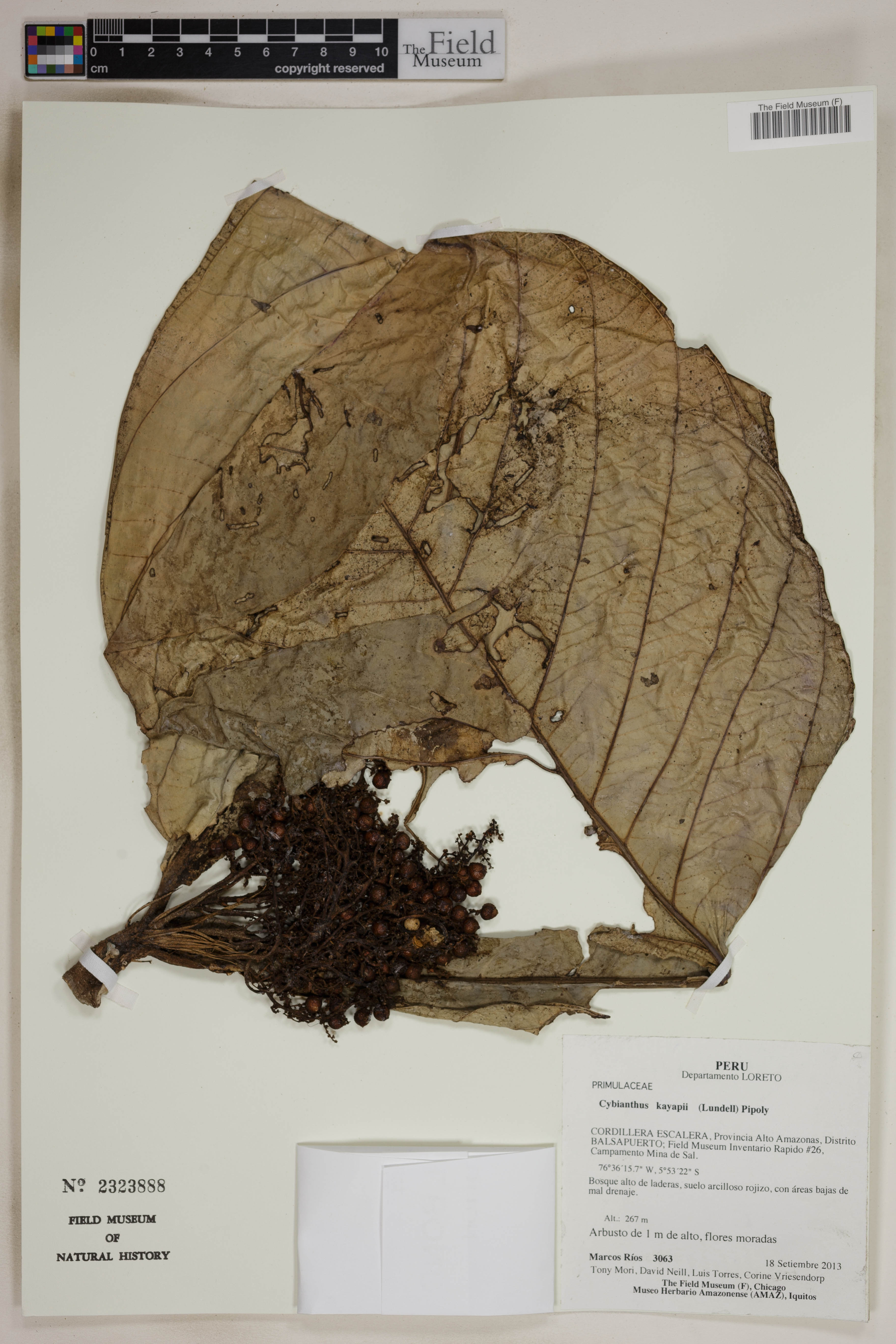 Cybianthus kayapii — photo