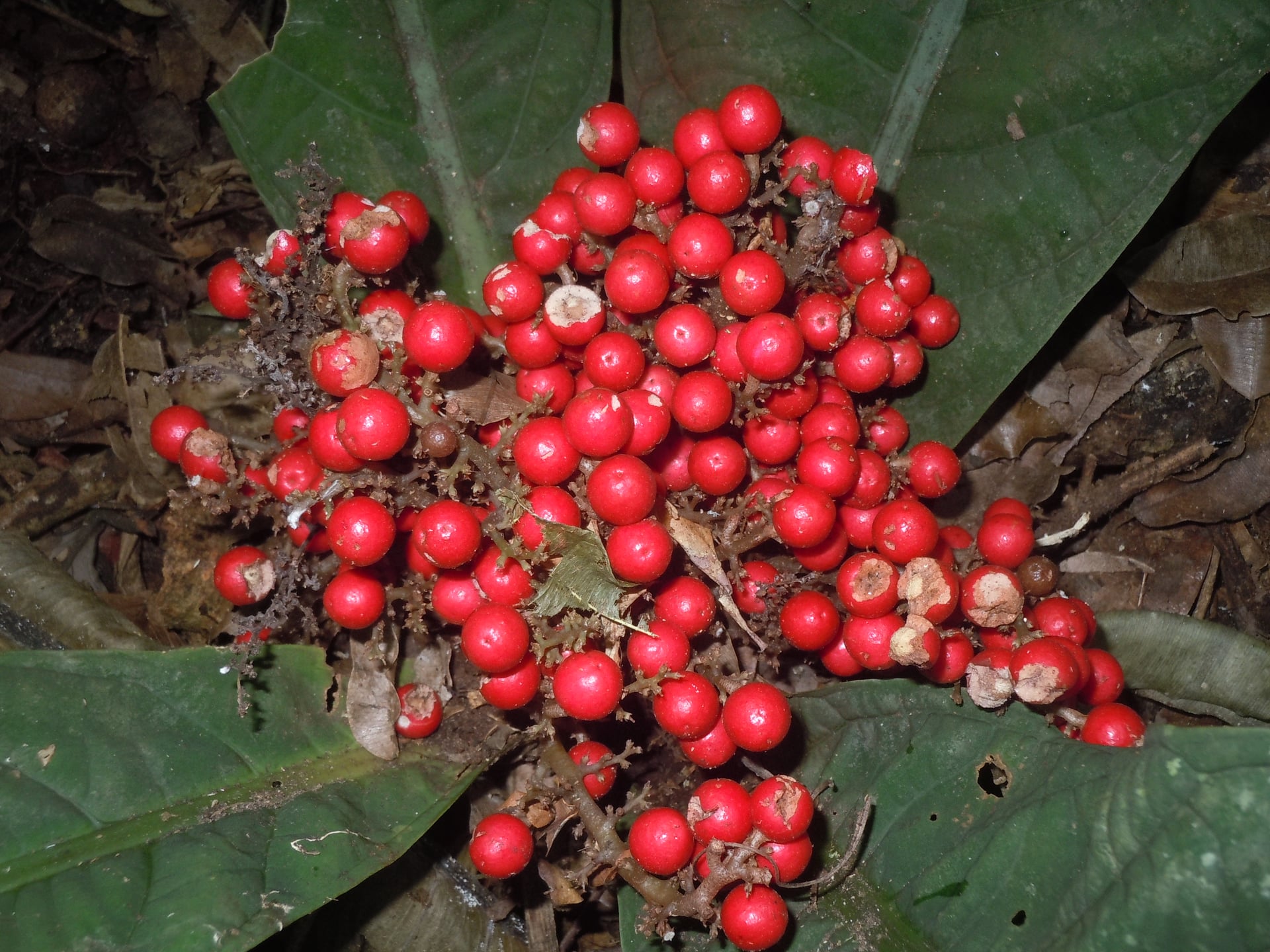 Cybianthus kayapii