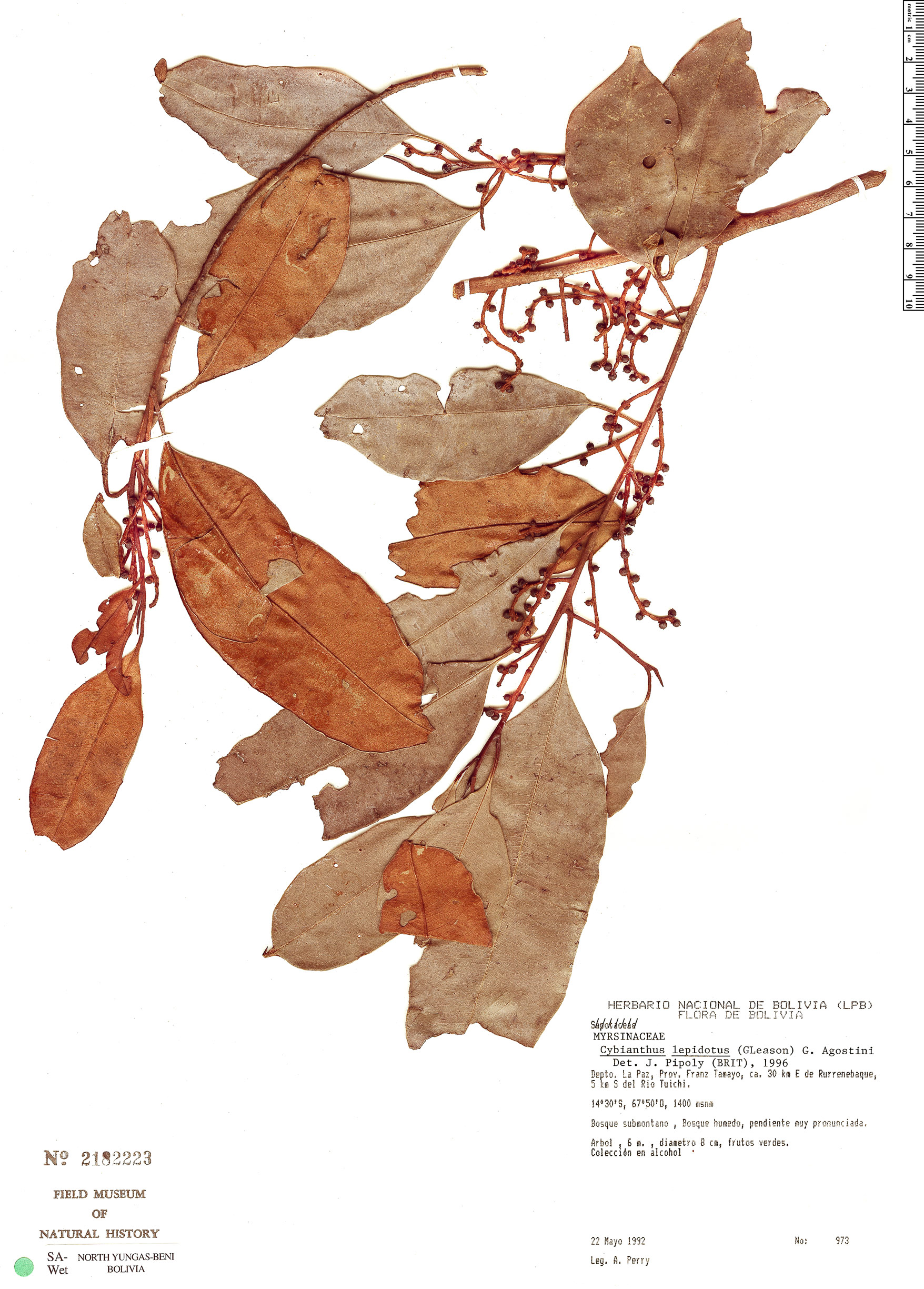 Cybianthus lepidotus