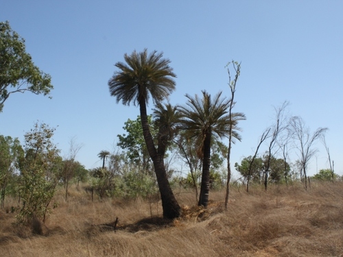 Cycas angulata (Zamia Palm) — photo