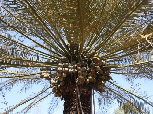 Cycas angulata (Zamia Palm) — photo