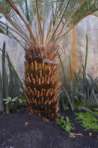 Cycadaceae