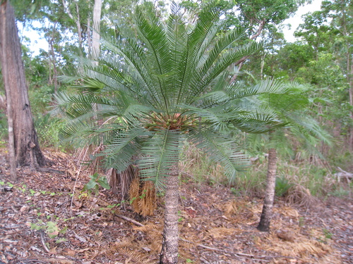Cycas armstrongii (Zamia palm) — photo