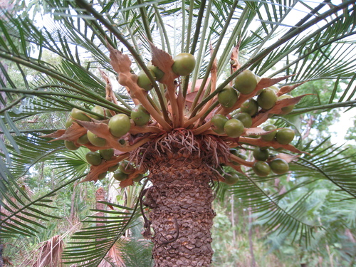 Cycas armstrongii (Zamia palm) — photo
