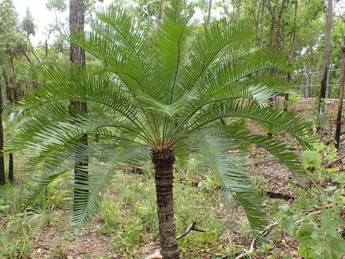 Cycas armstrongii