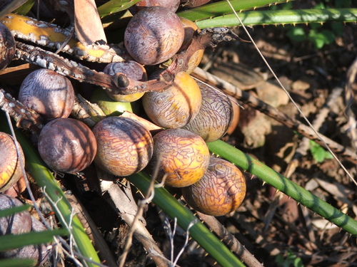 Cycas cairnsiana (Zamia Palm) — photo