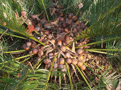 Cycas cairnsiana (Zamia Palm) — photo