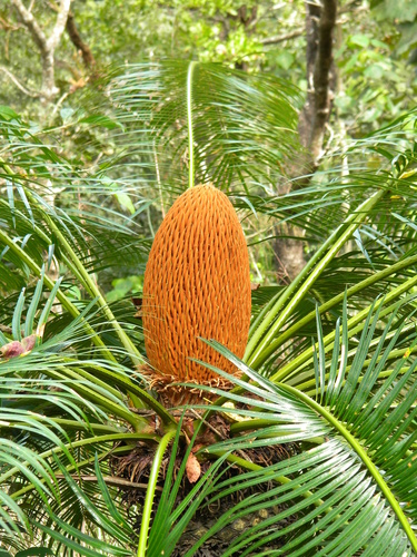 Cycas circinalis (Queen sago) — photo