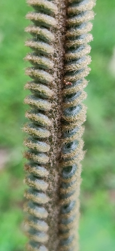 Cycas circinalis subsp. riumuniana (Pitogo) — photo