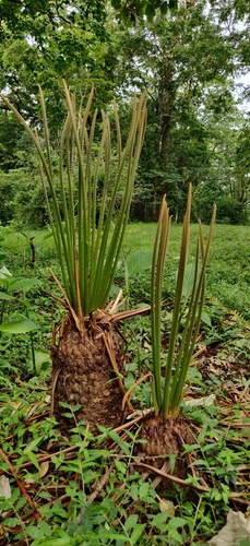Cycas circinalis subsp. riumuniana
