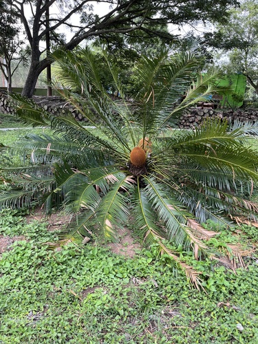 Cycas circinalis (Queen sago) — photo