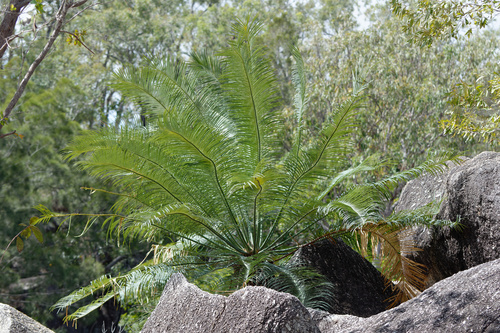 Cycas media (Nut Palm) — photo