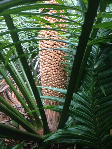 Cycas micronesica — photo
