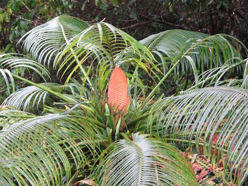 Cycas micronesica
