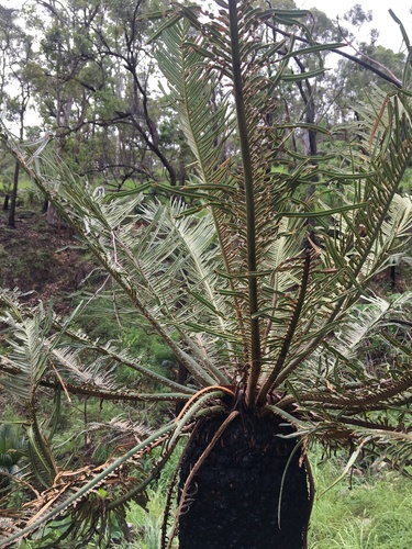 Cycas ophiolitica — photo