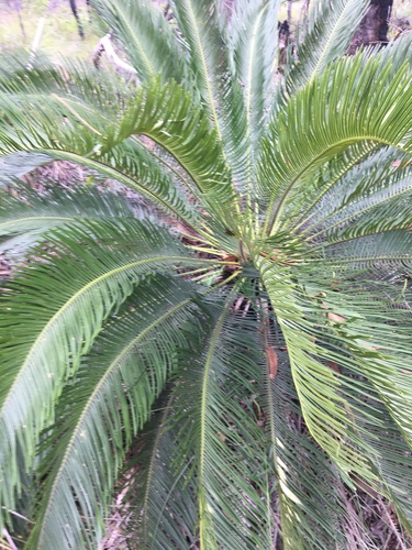 Cycas ophiolitica — photo
