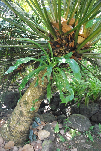 Cycas pectinata — photo