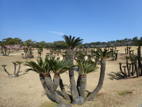 Cycas revoluta (Dwarf Sago Palm) — photo