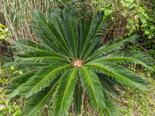 Cycas revoluta (Dwarf Sago Palm) — photo