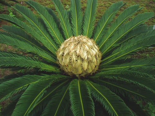 Cycas revoluta