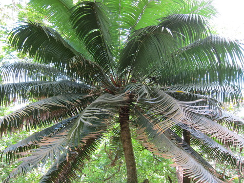 Cycas rumphii (Ceylon sago) — photo