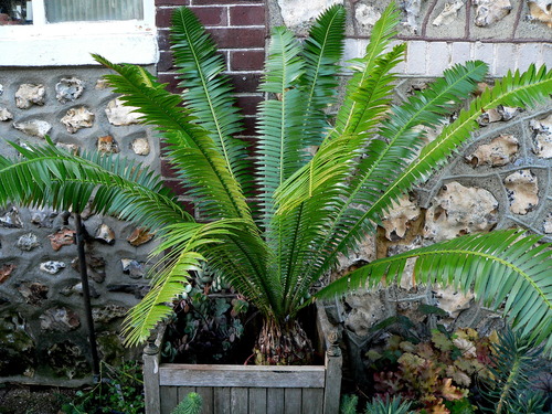 Cycas rumphii (Ceylon sago) — photo