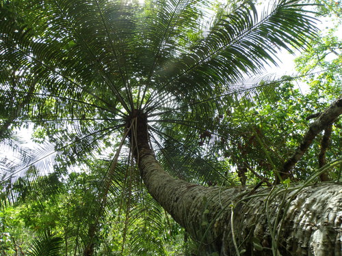 Cycas rumphii
