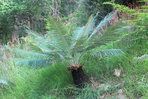 Cycas siamensis (Siamese cycad) — photo