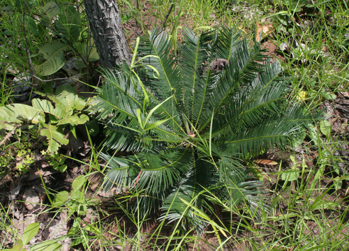 Cycas siamensis (Siamese cycad) — photo