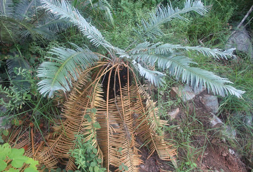 Cycas siamensis