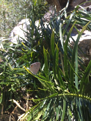 Cycas taitungensis — photo