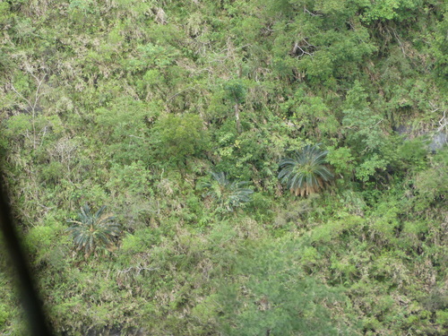 Cycas taitungensis