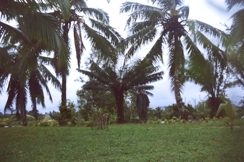 Cycas thouarsii (African cycas) — photo