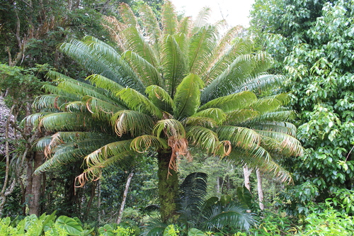 Cycas thouarsii