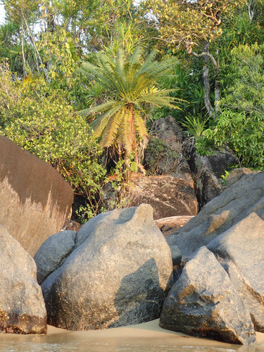 Cycas thouarsii (African cycas) — photo